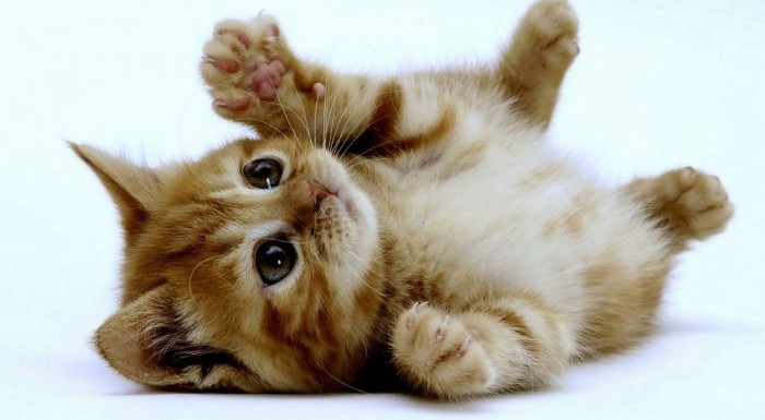 Affiche de le chat